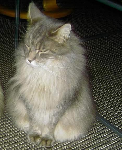 Maine Coon Herkules billede 1