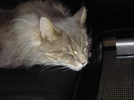 Maine Coon Herkules billede 2