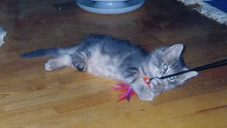 Maine Coon Herkules - som baby :D billede 3