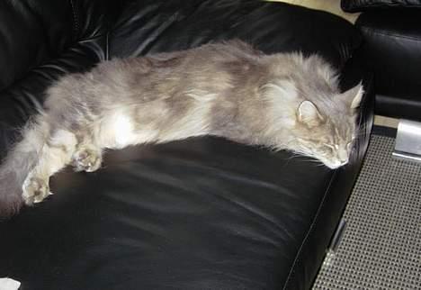 Maine Coon Herkules billede 4