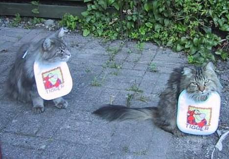 Maine Coon Herkules billede 5