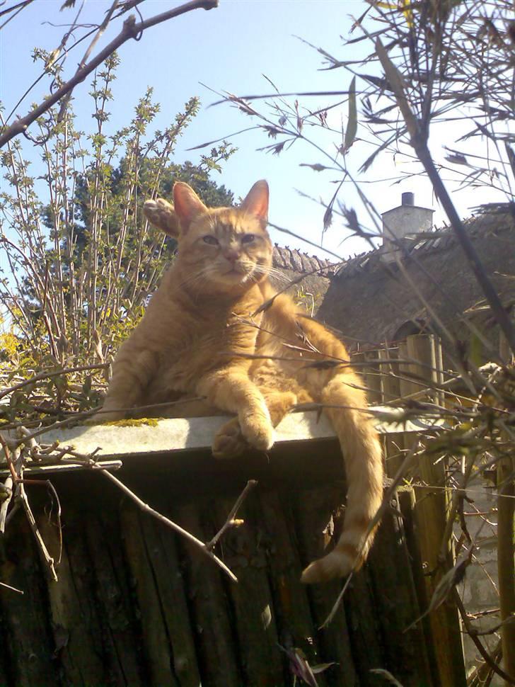 Huskat Elvis billede 1