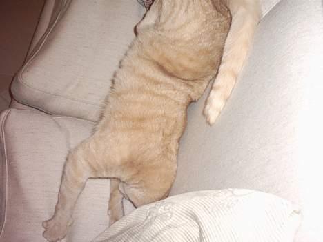 Huskat Tigerdyr R.I.P 2007 billede 4