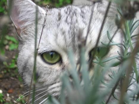 British Shorthair Bent (:  - Hej, og velkommen t min profil! Læg en kommentar, og en bedømmelse, så du sød(: ..  billede 1