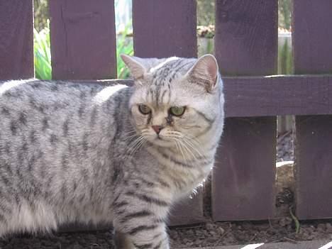 British Shorthair Bent (:  - Her holder han lige vagt, tænk hvis Victor kom, vores hun d:  billede 2