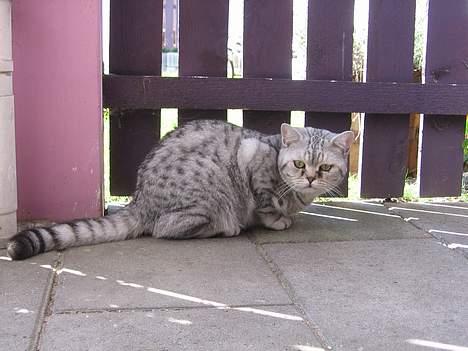 British Shorthair Bent (:  - Haha, synes han minder så meget om en papegøje der! Ved ikke hvorfor d: ..  billede 3