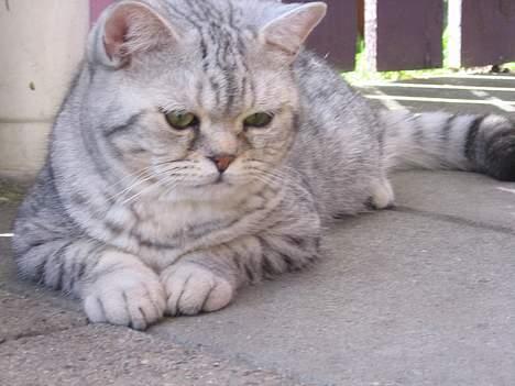 British Shorthair Bent (:  - Man bliver også lidt træt undervejs d:  billede 5