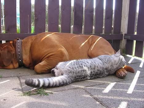 British Shorthair Bent (:  - Her tager mig og Victor os lige en middags lur :D  billede 6