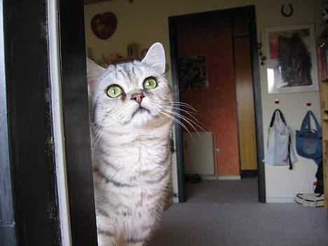 British Shorthair Bent (:  - Den edderkop på jeg have siger han .. Han sidder og udtænker en plan om, hvordan han skal komme op t den .. hehe  billede 7