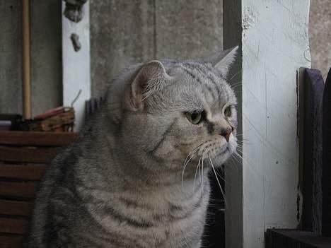 British Shorthair Bent (:  - Her strækker han lige halsen, haha d: ... billede 8
