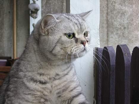 British Shorthair Bent (:  - Tjek ham lige! Nue, han er dejlig d:  billede 9