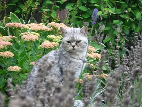 British Shorthair Bent (:  - Her sidder >Bent lige og leger konge d:  billede 10
