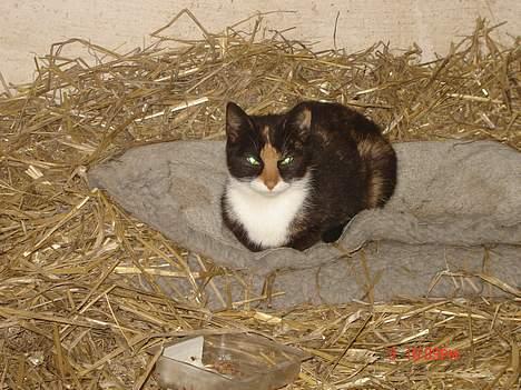 Huskat Smelli billede 6