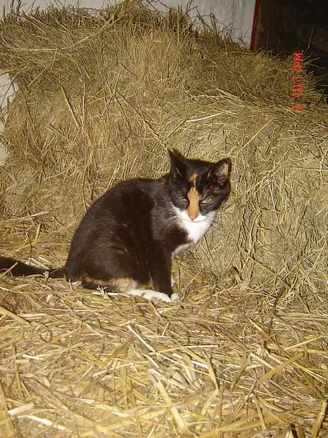 Huskat Smelli billede 7