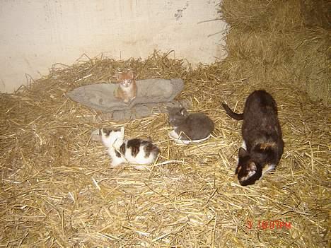 Huskat Smelli - Sammen med sine killinger ..  billede 8