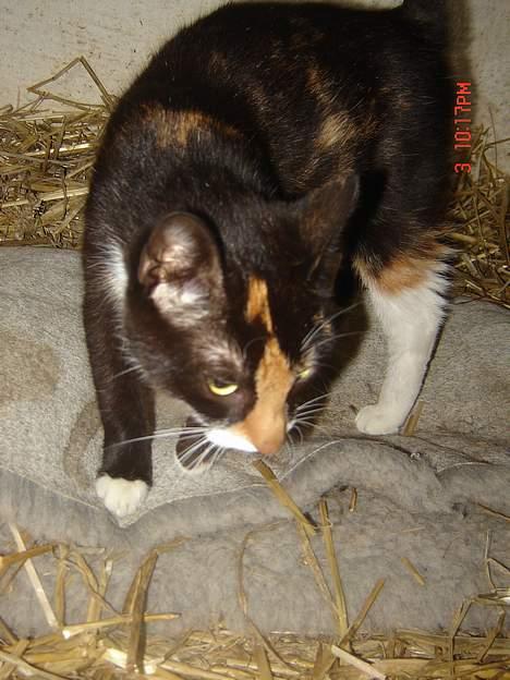 Huskat Smelli billede 9