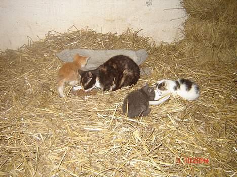 Huskat Smelli billede 10