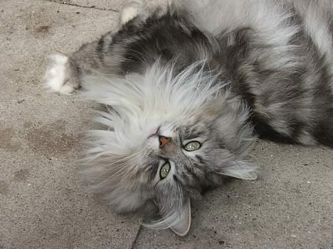 Norsk Skovkat DK Silver Heart's Chaia - Jeg kan da godt se lidt søøød ud - hvis jeg altså vil billede 14