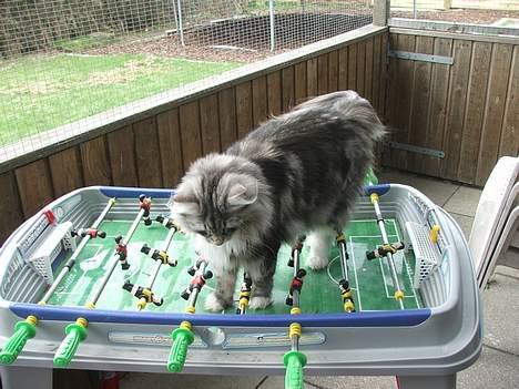 Norsk Skovkat DK Silver Heart's Chaia - Nuuiiiiiiii et fodboldspil.. Gad viiide hvordan jeg spiller det billede 15