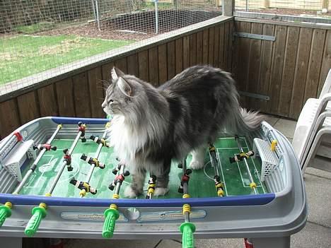 Norsk Skovkat DK Silver Heart's Chaia - Hallooooo så kom dog og spil med mig. billede 16