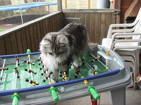 Norsk Skovkat DK Silver Heart's Chaia - Nååå - hmm hvis jeg nu gør sådan her, mon så det virker?? billede 17