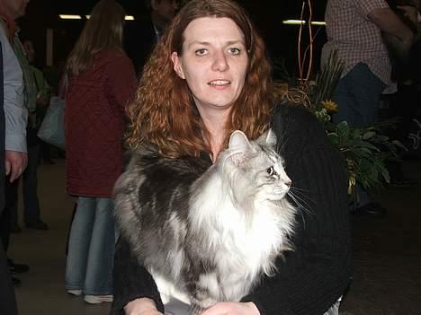 Norsk Skovkat DK Silver Heart's Chaia - Her er jeg med madmor i Holland.. Sikke en lang tur, men jeg fik da det cert. hun fablede om. Så blev jeg også International Champion. Min madmor var godtnok lidt for tosset,for hun lå med feber hele ugen op til at vi skulle afsted tsk tsk tsk billede 18