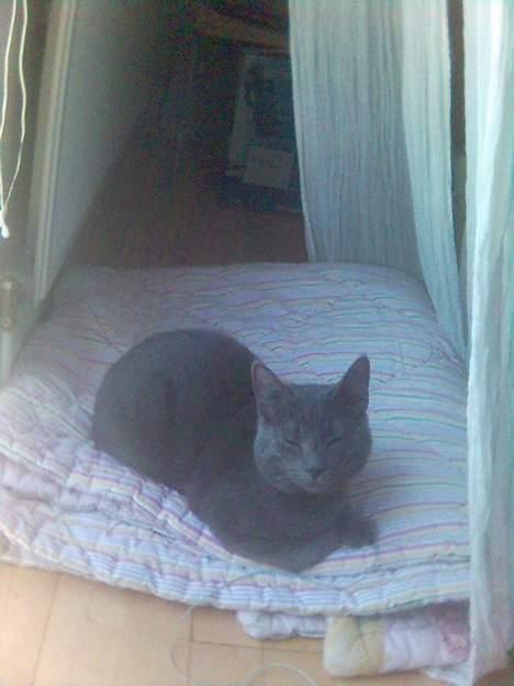 Blanding af racer Puzz død d. 30 okt. 06 - Puzz på ærten billede 11