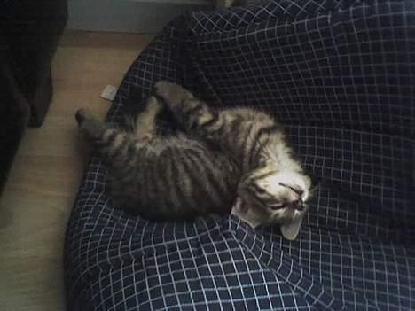 Huskat Gusse billede 2