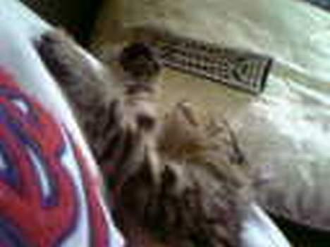 Huskat Gusse billede 3
