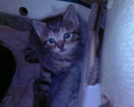 Huskat Gusse billede 4