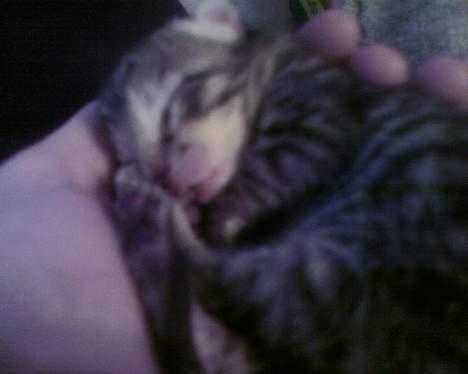 Huskat Gusse billede 5