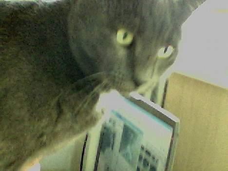 Blanding af racer Buller q: - enBullemis !! <3 billede 2