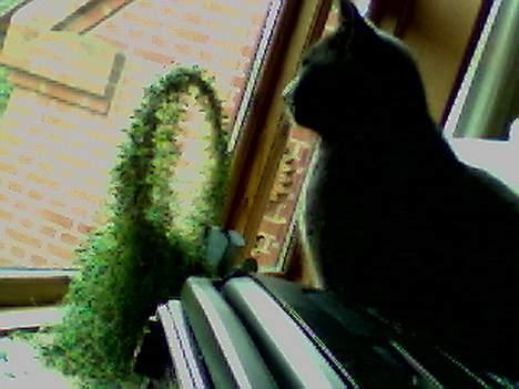 Blanding af racer Buller q: - enBullemis !! <3 billede 3