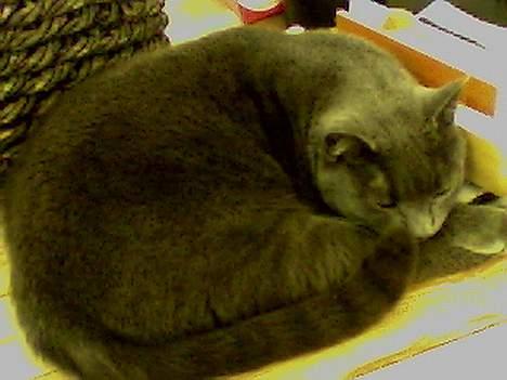 Blanding af racer Buller q: - enBullemis !! <3 billede 4