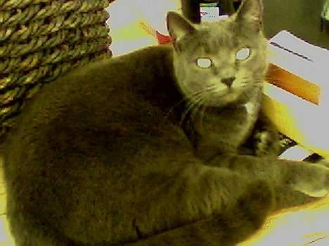 Blanding af racer Buller q: - enBullemis !! <3 billede 5