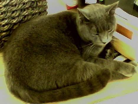 Blanding af racer Buller q: - enBullemis !! <3 billede 6