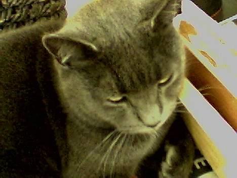 Blanding af racer Buller q: - enBullemis !! <3 billede 7