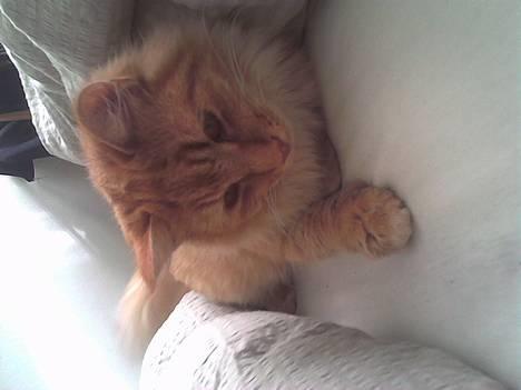 Blanding af racer Gizmo billede 1