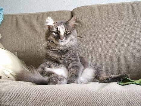 Norsk Skovkat Moby billede 1