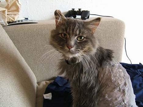 Norsk Skovkat Moby billede 2