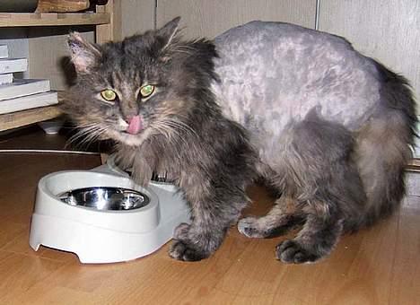 Norsk Skovkat Moby billede 3