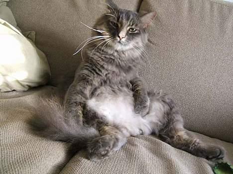 Norsk Skovkat Moby billede 4