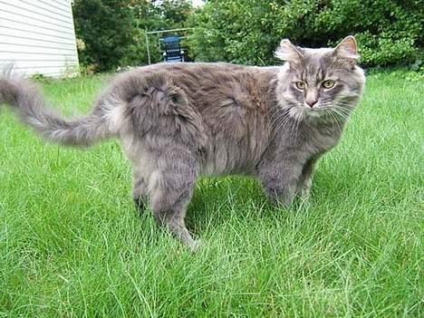 Norsk Skovkat Moby billede 5