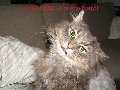 Norsk Skovkat Moby billede 6