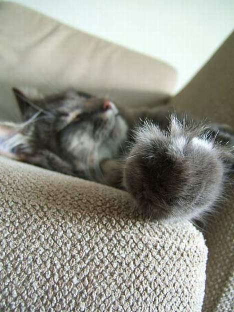 Norsk Skovkat Moby billede 7