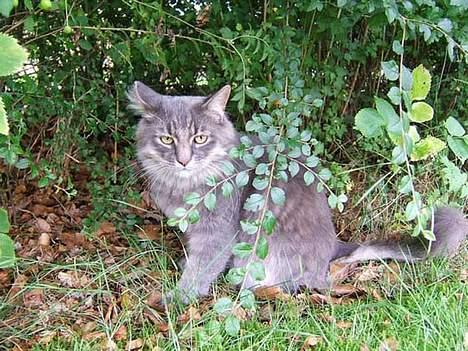 Norsk Skovkat Moby billede 8