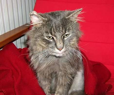 Norsk Skovkat Moby billede 9