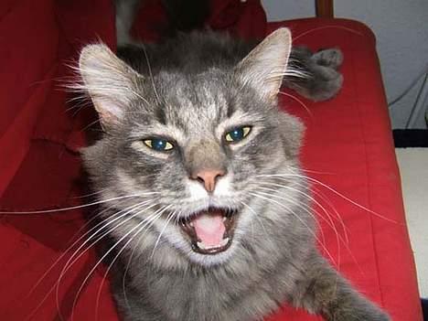 Norsk Skovkat Moby billede 10