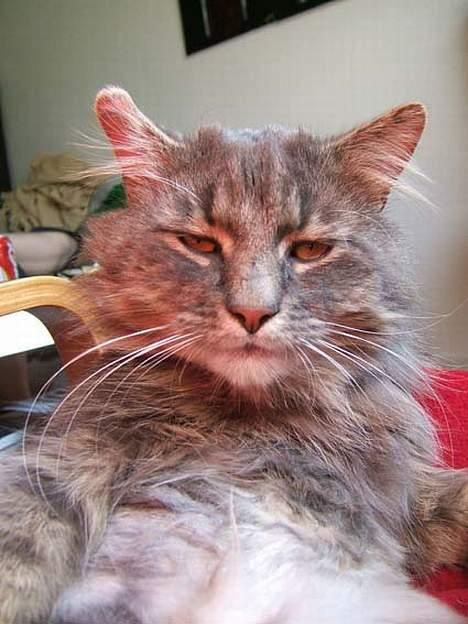 Norsk Skovkat Moby billede 11