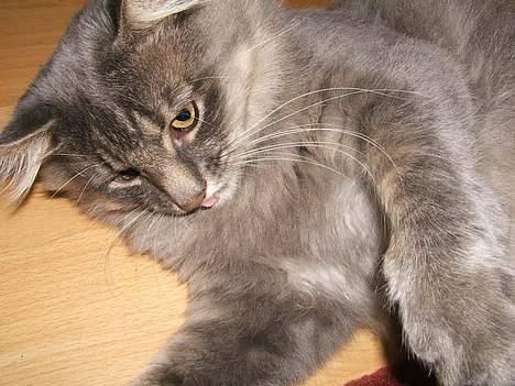 Norsk Skovkat Moby billede 12